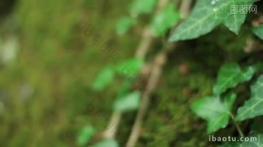 爬山虎在长满苔藓的巨石上拍摄机动滑块